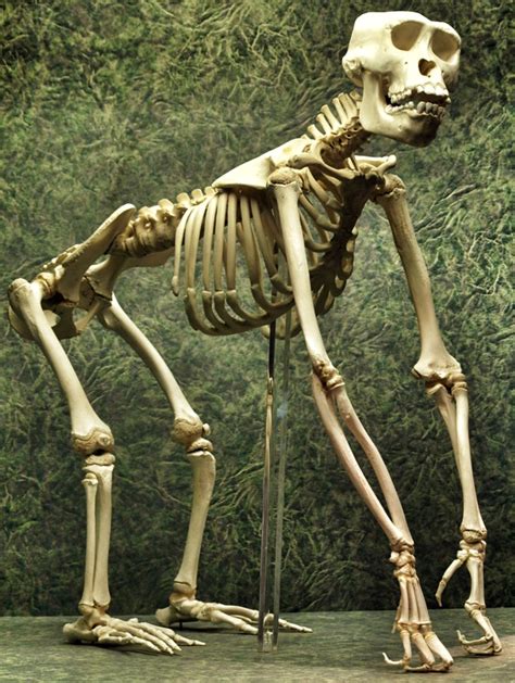 Young Gorilla Skeleton Skeleton Muscles Skeleton Bones Skull And
