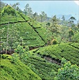 Kahawatte Plantation scores top 33 tea prices and makes rebound in ...