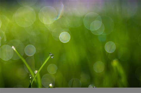 배경 화면 햇빛 잔디 루마니아 녹색 원 보케 35mm 이슬 칼 식물 하락 자이스 꽃잎 목초지 M42