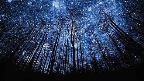 Starry Sky Trees Silhouettes Night Dark Hd Wallpaper