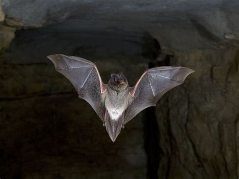 Barbastelle Bat Bat Facts Bat Species Bat