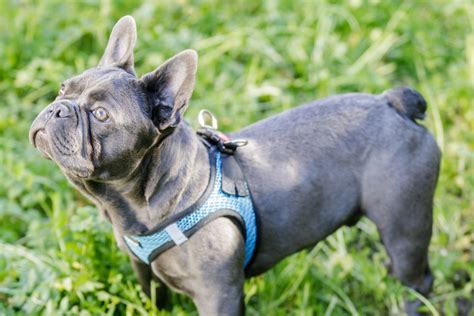 Blue French Bulldog Facts What To Know About The Rare Breed