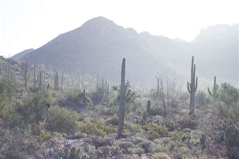 Common Cacti Of The Southwest Sights Better Seen