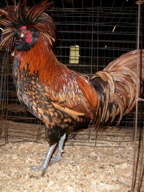 golden laced polish chicks for sale cackle hatchery® polish chicken polish chickens breed