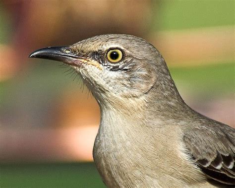 Tennessee State Bird Northern Mockingbird