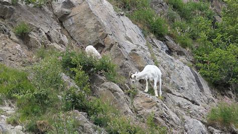 Dall Sheep Female Mother Ewe On Steep Rocky Mountain Cliff And Ledges