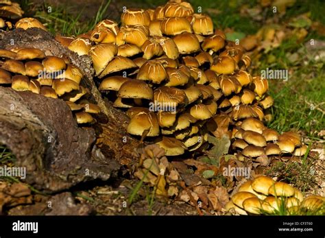 Fungi Growing On An Old Tree Stump North Yorkshire Stock Photo Alamy