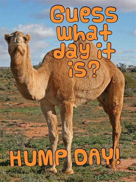 Love Humpday Hump Day Quotes Camels Funny Hump Day Pictures My Xxx