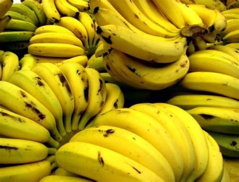 Fresh Banana At Best Price In Mumbai Maharashtra From Sherlionc Agro