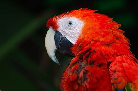 12 Pretty Good Facts About Parrots Fact City