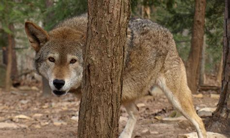 North Carolina Zoo Announces Death Of Pigeon The Red Wolf The