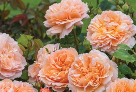 Can you tell us what sets them apart from other roses out there? New Roses for 2015 - David Austin Roses