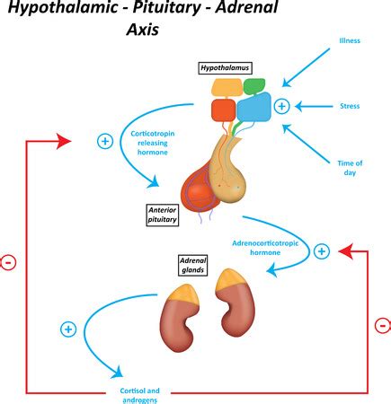 Hypothalamic Pituitary Adrenal Axis Royalty Free Stock Photos And