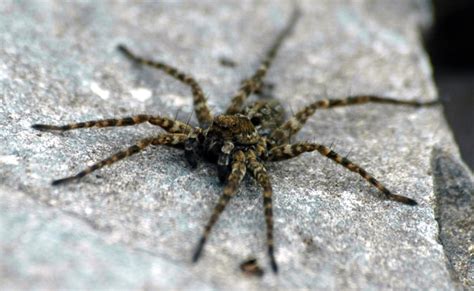 Arctic Spiders Studied For Warming Clues