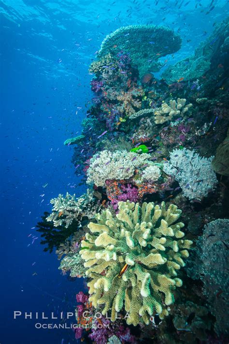 Photographs Of Namena Marine Reserve Fiji Islands Natural History