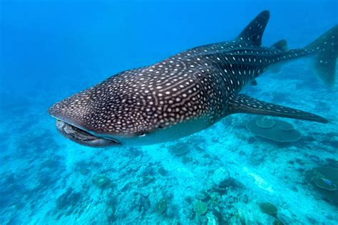 Types Of Whale Sharks