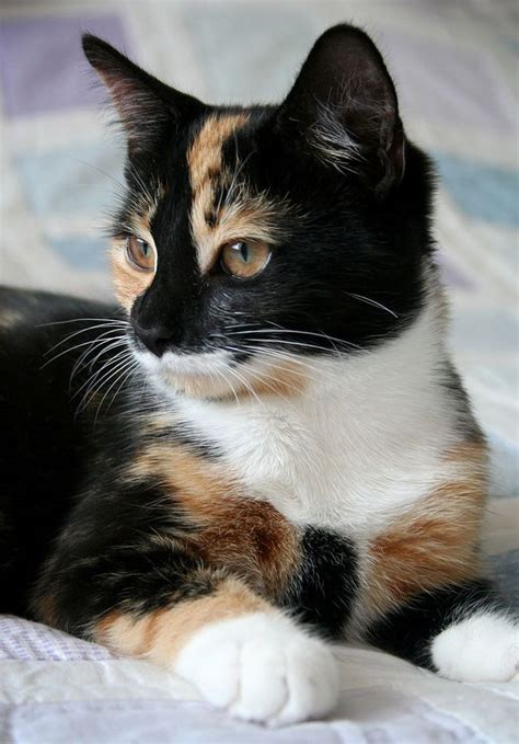 1025 Best Tortoiseshellcalico Cats Images On Pinterest