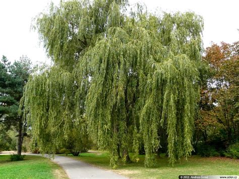 Yellow, pleasantly fragrant catkins when leaves. El parte de Berlanga: Propiedades del sauce