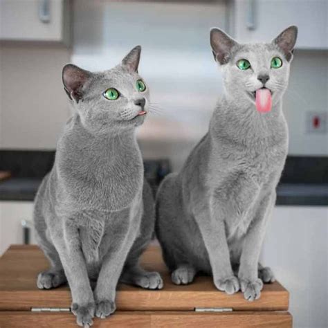Meet Two Russian Blue Cats With The Most Mesmerizing Eyes We Love