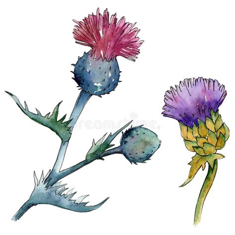 Wildflower Thistle Flower In A Watercolor Style Isolated Stock