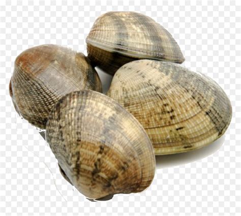 Facts About Clams Png Download Clam Facts Transparent Png Vhv