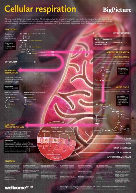 • what are the characteristics of prokaryotes and eukaryotes? Cellular Respiration Diagram (With images) | Biomedical ...