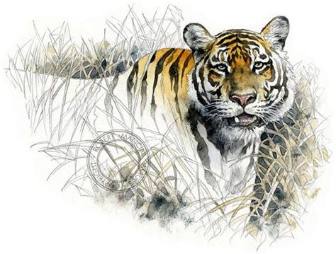 Bengal Tiger Watercolour Wildlife Art Nature Print Of Original