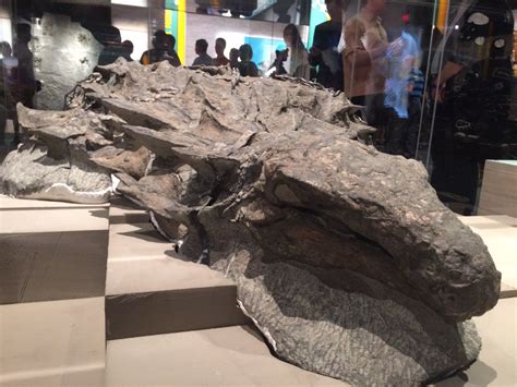 ‘sleeping Dragon Fossil Alberta