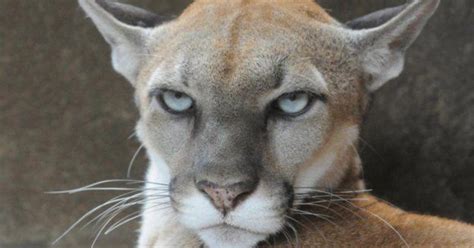 Female Mountain Lion To Close Several Hds In Regions 2 And 3