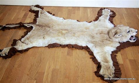 A Lion Skin Rug Panthera Leo Early 20th Century With Cotton