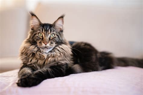 Maine Coon Cat Breed Profile Characteristics Care