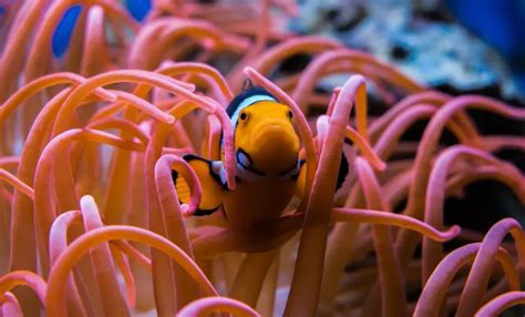 What Do Clownfish Eat Complete List Of Foods Aquaticpals