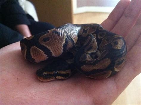 Providing a proper enclosure and diet will ensure that your baby ball python grows at a healthy rate. how much should a baby male royal python weigh?