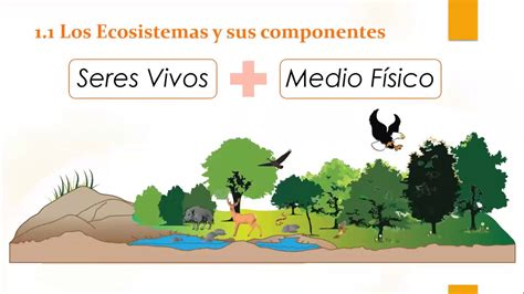 CIENCIAS NATURALES Los Ecosistemas Y Sus Componentes YouTube