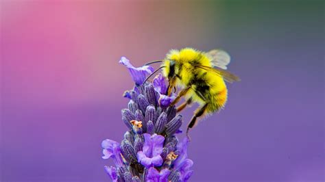 Yellow Honey Bee On Lavender 4k Photo Hd Wallpapers