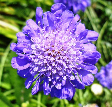 One Of My Favorite Re Blooming Perennials Scabiosa Or Pincushion