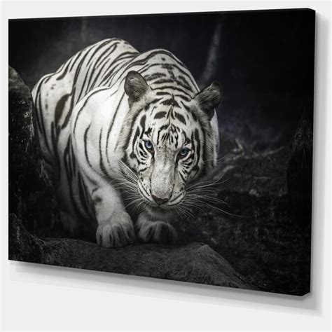 Designart White Tiger Animal Photography Art In The Wall Art