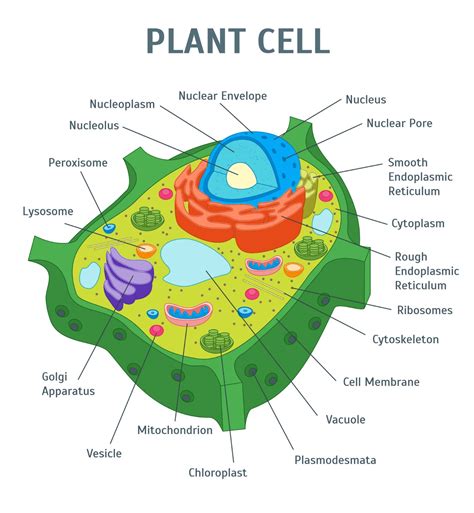 Plant Cell Diagram Labeled Class Labeled Functions And Diagram