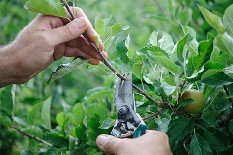 This makes it less likely they will regrow. Pruning Fruit Trees in Summer - BBC Gardeners' World Magazine