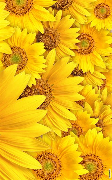 Best Aesthetic Wallpapers Yellow Sunflower Background