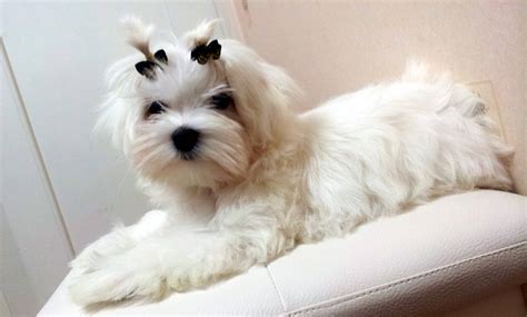 Ace Cute Beautiful White Teacup Maltese For Sale My