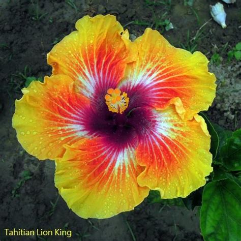 Tahitian Lion King Tropical Garden Tropical Plants Tropical Flowers