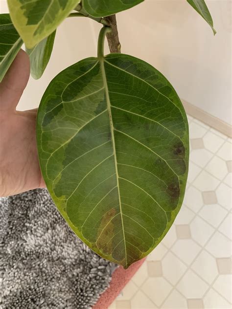 New Ficus Altissima Leaves Toward Bottom Turning Brown In Splotches