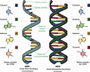 Comment fonctionnent les vaccins à ARN (et à ADN)
