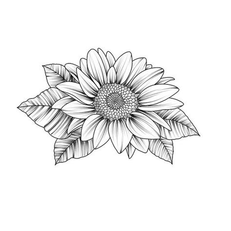 30 Sketsa Gambar Bunga Terbaru Servergambar01
