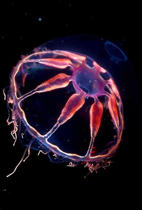 8 Beautiful Bioluminescent Creatures From The Sea
