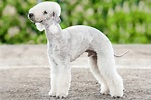 Meet the Bedlington Terrier!