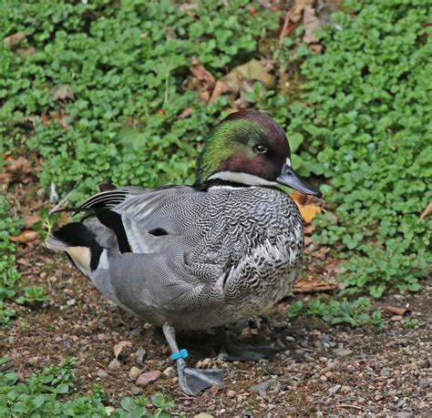 Pictures And Information On Falcated Duck