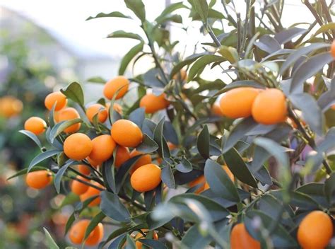 How To Plant Kumquat Seeds Ebay