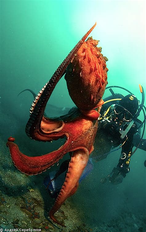 The Largest Octopus In The World In The Guinness Book Of Records